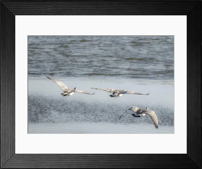 Framed Print : Canada geese fly over the sea Framed Print : Canada geese fly over the sea