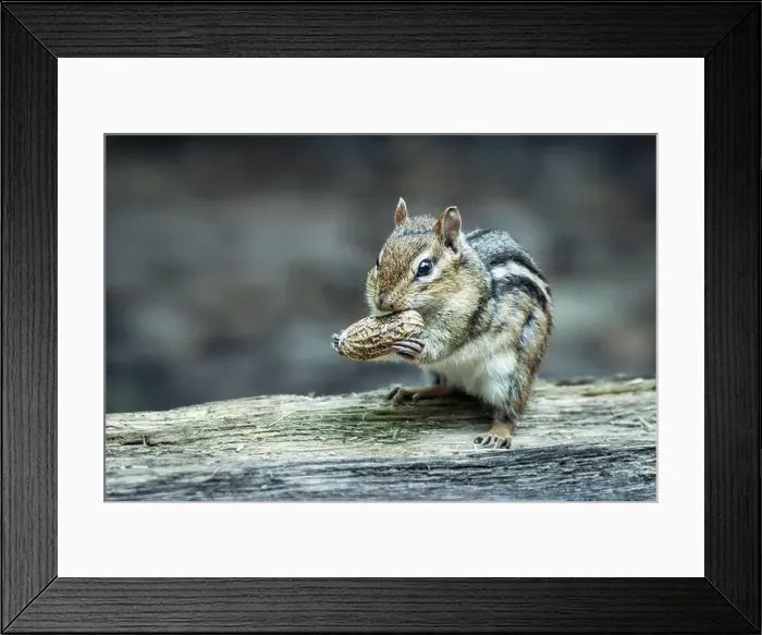 Framed Print : Eastern chipmunk eating a peanut in the forest