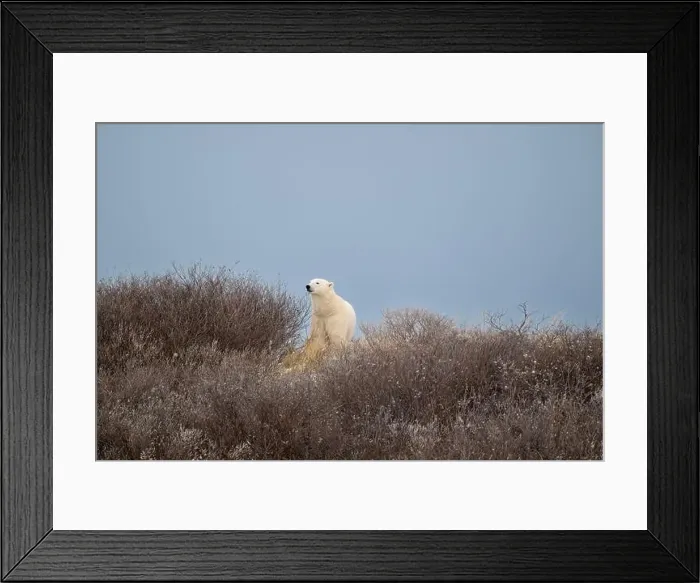 Framed Print : A polar bear on top of a hillside just outside of Churchill, Manitoba, in October Framed Print : A polar bear on top of a hillside just outside of Churchill, Manitoba, in October
