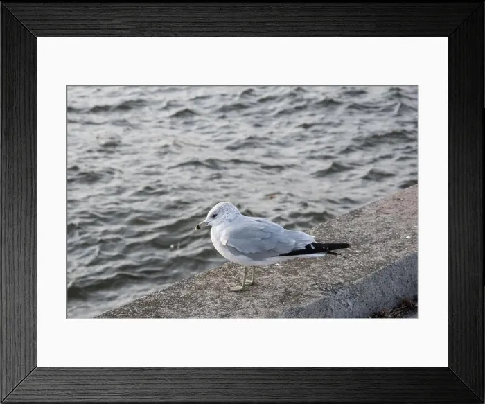 Framed Print : Seagull sitting on a ledge at JJ Plaus Park in Port Credit, Mississauga, Toronto, Ontario, Canada Framed Print : Seagull sitting on a ledge at JJ Plaus Park in Port Credit, Mississauga, Toronto, Ontario, Canada