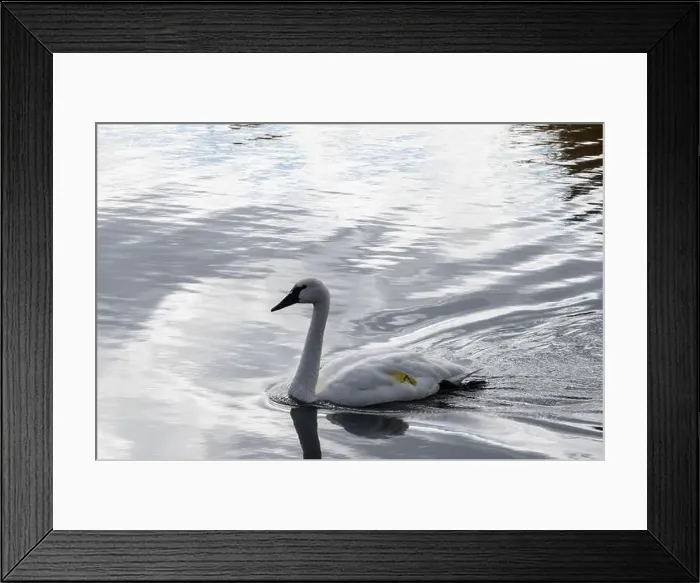 Framed Print : Trumpeter swan preening itself at the boat launch at Bluffer's Park in Scarborough, Toronto, Ontario, Canada Framed Print : Trumpeter swan preening itself at the boat launch at Bluffer's Park in Scarborough, Toronto, Ontario, Canada