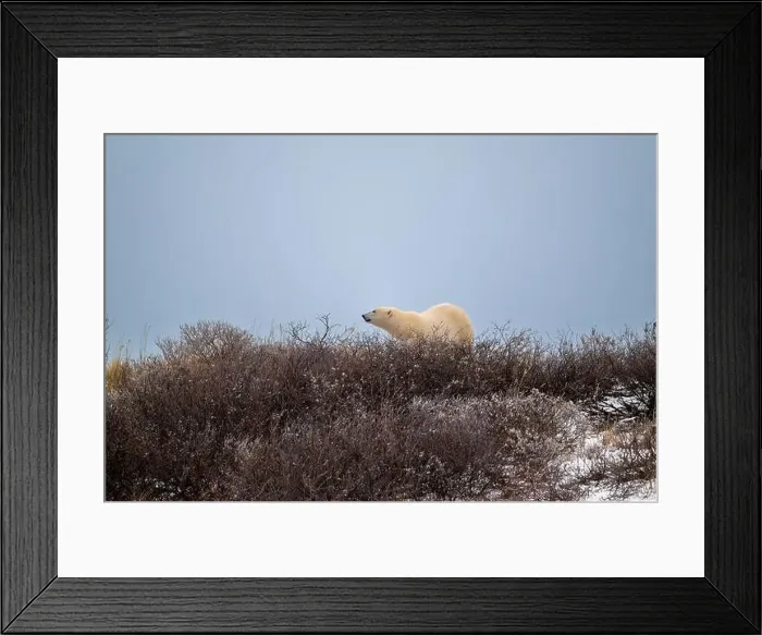Framed Print : A polar bear on top of a hillside just outside of Churchill, Manitoba, in October Framed Print : A polar bear on top of a hillside just outside of Churchill, Manitoba, in October