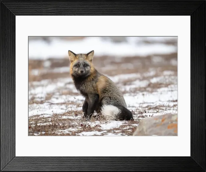 Framed Print : Cross Fox sitting on snow covered ground along the Hudson Bay Framed Print : Cross Fox sitting on snow covered ground along the Hudson Bay