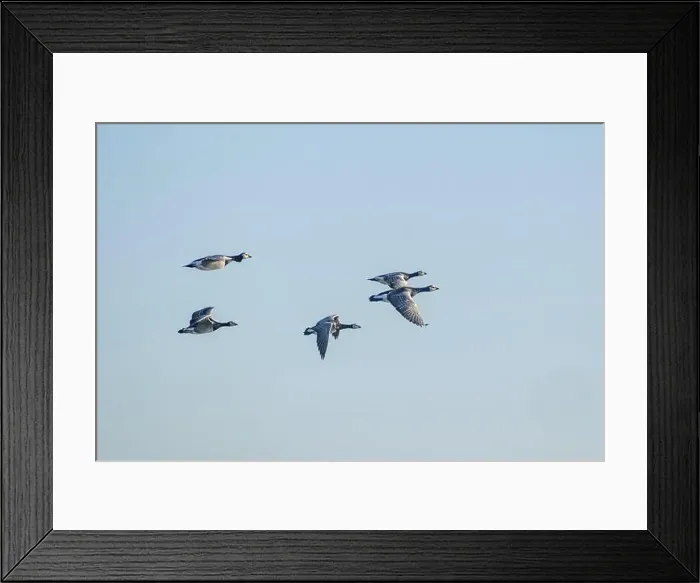 Framed Print : Canada geese fly over the sea Framed Print : Canada geese fly over the sea