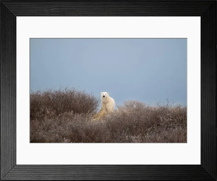 Framed Print : A polar bear on top of a hillside just outside of Churchill, Manitoba, in October Framed Print : A polar bear on top of a hillside just outside of Churchill, Manitoba, in October