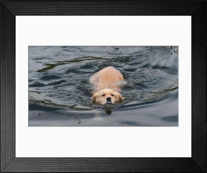 Framed Print : Close-up of a cream labrador retriever dog swimming in ocean, British Columbia, Canada Framed Print : Close-up of a cream labrador retriever dog swimming in ocean, British Columbia, Canada