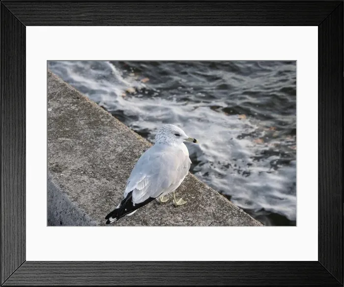 Framed Print : Seagull sitting on a ledge at JJ Plaus Park in Port Credit, Mississauga, Toronto, Ontario, Canada Framed Print : Seagull sitting on a ledge at JJ Plaus Park in Port Credit, Mississauga, Toronto, Ontario, Canada