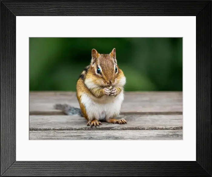 Framed Print : Eating chipmunk, chipmank portrait close-up, outdoors
