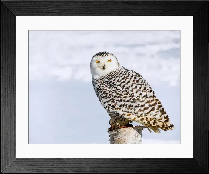 Framed Print : Snowy owl (Bubo scandiacus) perching on a pole on a cold winter morning, Southern Ontario Framed Print : Snowy owl (Bubo scandiacus) perching on a pole on a cold winter morning, Southern Ontario