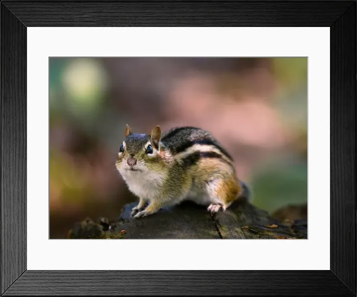 Framed Print : A closeup of a chipmunk perched on a tree trunk in the forest