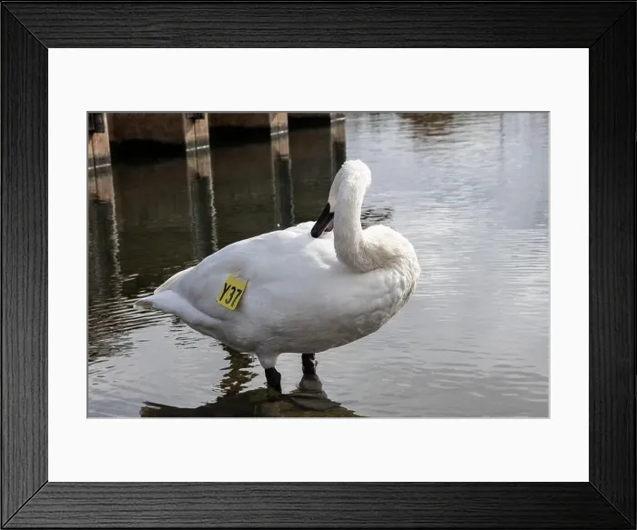 Framed Print : Trumpeter swan preening itself at the boat launch at Bluffer's Park in Scarborough, Toronto, Ontario, Canada Framed Print : Trumpeter swan preening itself at the boat launch at Bluffer's Park in Scarborough, Toronto, Ontario, Canada