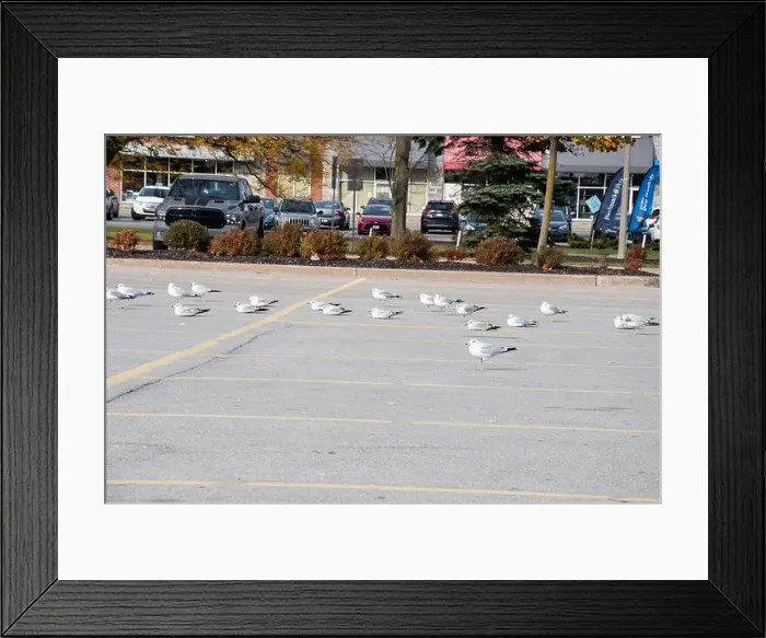 Framed Print : Seagulls sitting in a parking lot in Niagara Falls, Ontario, Canada Framed Print : Seagulls sitting in a parking lot in Niagara Falls, Ontario, Canada