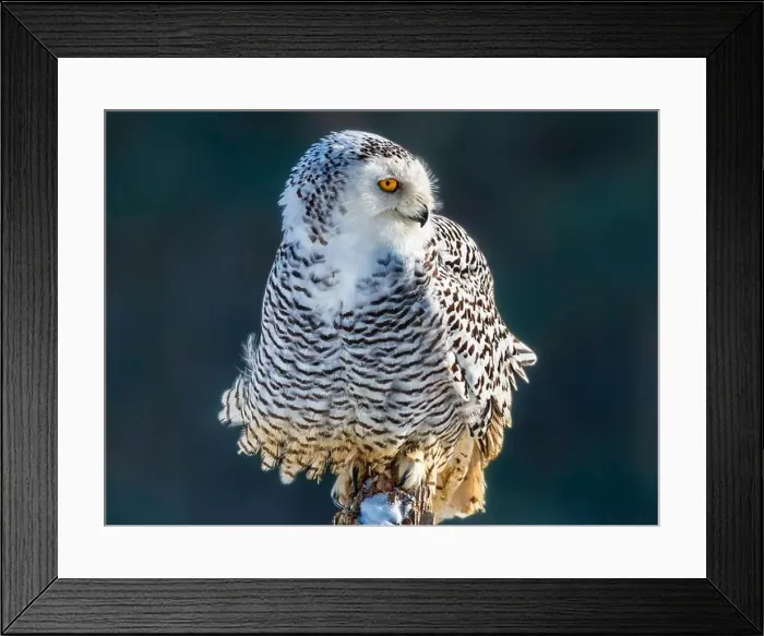 Framed Print : Snowy owl (Bubo scandiacus) perching on a rotten fance post on a cold winter morning against dark foliage background Framed Print : Snowy owl (Bubo scandiacus) perching on a rotten fance post on a cold winter morning against dark foliage background