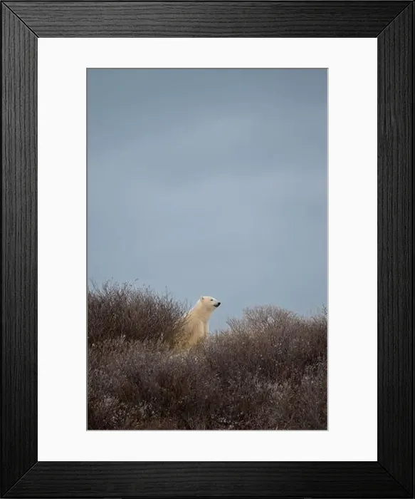 Framed Print : A polar bear on top of a hillside just outside of Churchill, Manitoba, in October Framed Print : A polar bear on top of a hillside just outside of Churchill, Manitoba, in October
