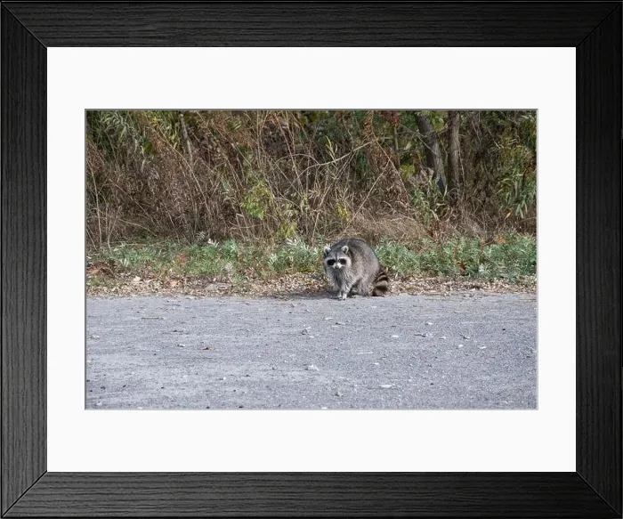 Framed Print : Raccoon on the beach at Bluffer's Park in Scarborough, Toronto, Ontario, Canada Framed Print : Raccoon on the beach at Bluffer's Park in Scarborough, Toronto, Ontario, Canada