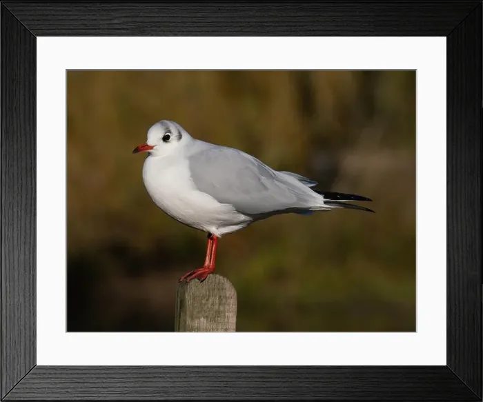 Framed Print : Black headed gull [ Chroicocephhalus ridibundus ] in the Severn estuary UK