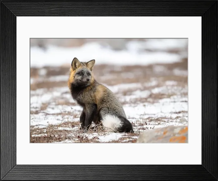 Framed Print : Cross Fox sitting on snow covered ground along the Hudson Bay Framed Print : Cross Fox sitting on snow covered ground along the Hudson Bay