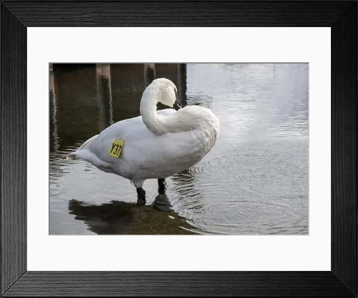 Framed Print : Trumpeter swan preening itself at the boat launch at Bluffer's Park in Scarborough, Toronto, Ontario, Canada Framed Print : Trumpeter swan preening itself at the boat launch at Bluffer's Park in Scarborough, Toronto, Ontario, Canada