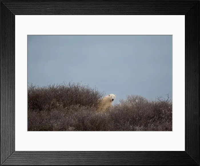 Framed Print : A polar bear on top of a hillside just outside of Churchill, Manitoba, in October Framed Print : A polar bear on top of a hillside just outside of Churchill, Manitoba, in October