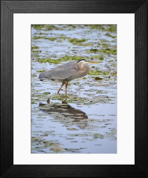 Framed Print : Canada Heron (Ardea herodias), in a marsh with lily pads Framed Print : Canada Heron (Ardea herodias), in a marsh with lily pads