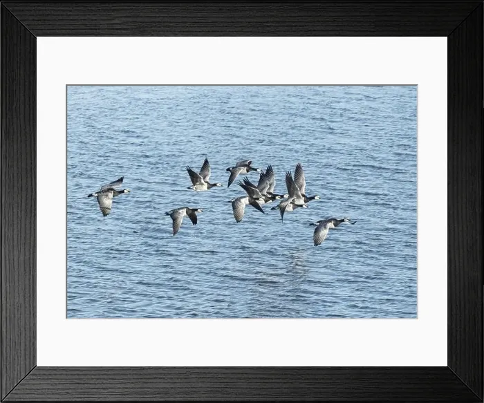 Framed Print : Canada geese fly over the sea Framed Print : Canada geese fly over the sea