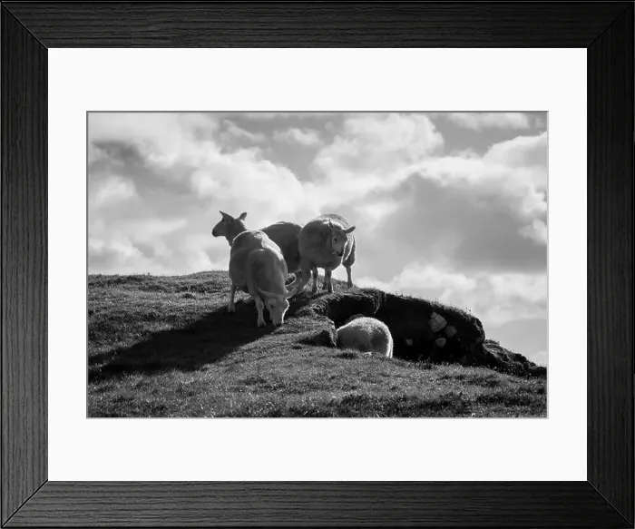 Framed Print : Black and White Sheep in Scotland