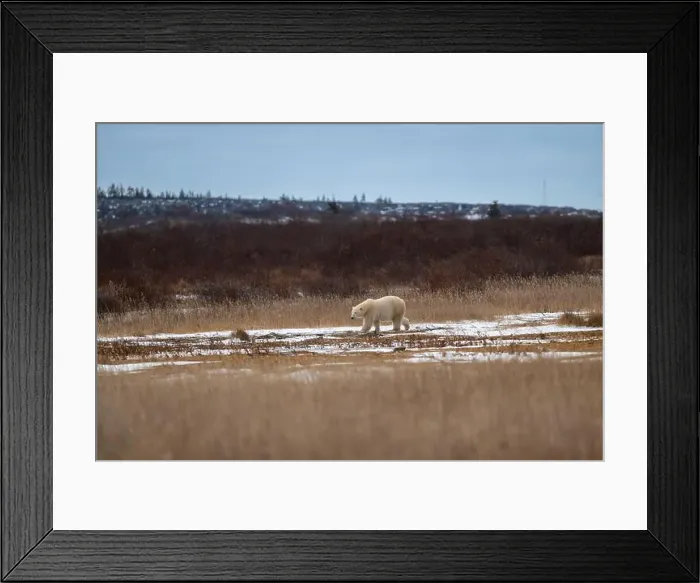 Framed Print : A polar bear makes its way though high grass and vegetation near Hudson Bay just outside of Churchill, Manitoba Framed Print : A polar bear makes its way though high grass and vegetation near Hudson Bay just outside of Churchill, Manitoba