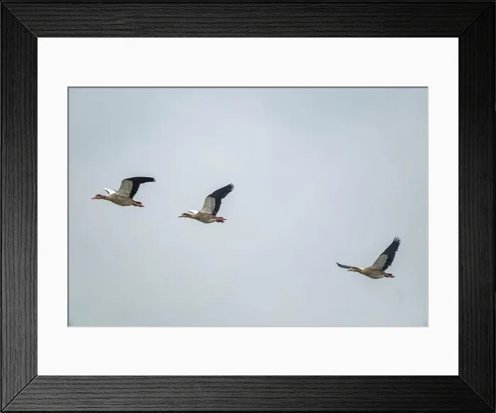 Framed Print : Canada geese fly over the sea Framed Print : Canada geese fly over the sea