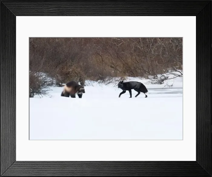 Framed Print : A wolverine and a silver fox run along the edge of a frozen lake near Churchill, Manitoba Framed Print : A wolverine and a silver fox run along the edge of a frozen lake near Churchill, Manitoba