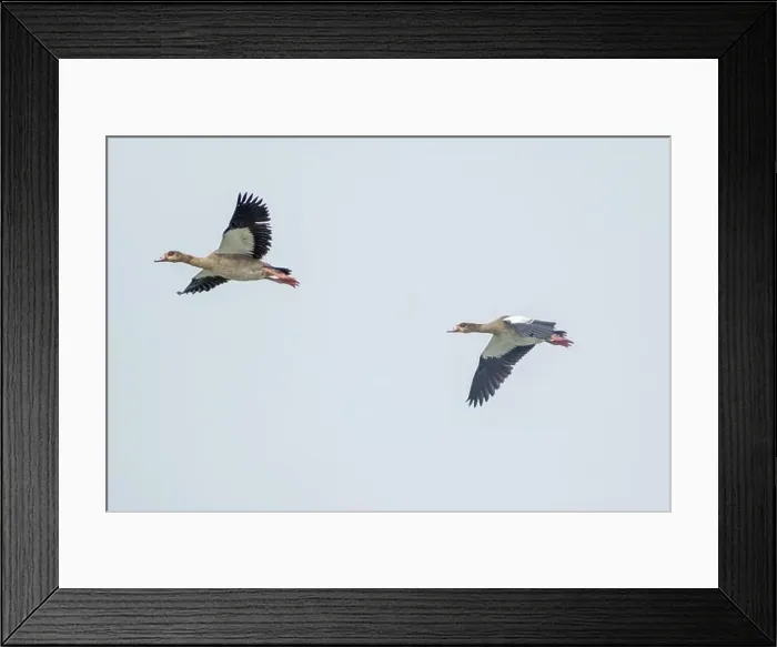 Framed Print : Canada geese fly over the sea Framed Print : Canada geese fly over the sea
