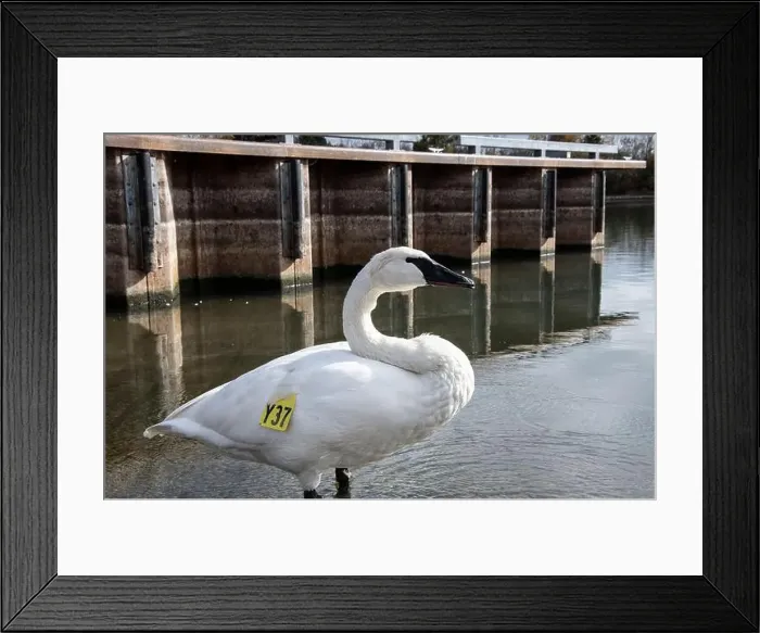 Framed Print : Trumpeter swan preening itself at the boat launch at Bluffer's Park in Scarborough, Toronto, Ontario, Canada Framed Print : Trumpeter swan preening itself at the boat launch at Bluffer's Park in Scarborough, Toronto, Ontario, Canada