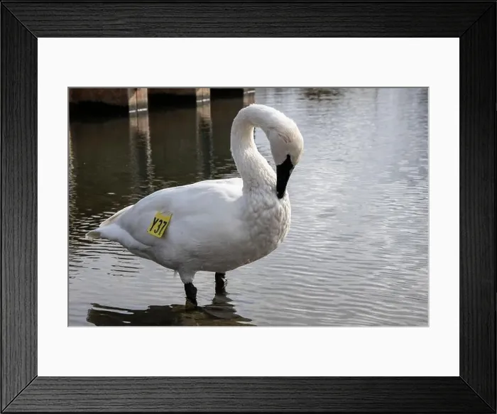 Framed Print : Trumpeter swan preening itself at the boat launch at Bluffer's Park in Scarborough, Toronto, Ontario, Canada Framed Print : Trumpeter swan preening itself at the boat launch at Bluffer's Park in Scarborough, Toronto, Ontario, Canada