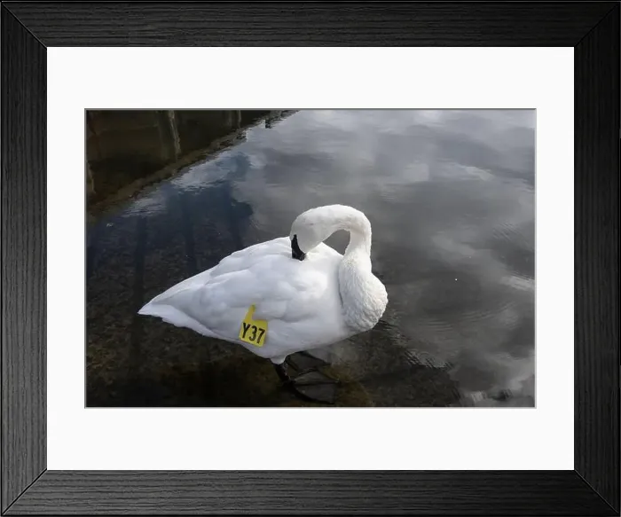 Framed Print : Trumpeter swan preening itself at the boat launch at Bluffer's Park in Scarborough, Toronto, Ontario, Canada Framed Print : Trumpeter swan preening itself at the boat launch at Bluffer's Park in Scarborough, Toronto, Ontario, Canada