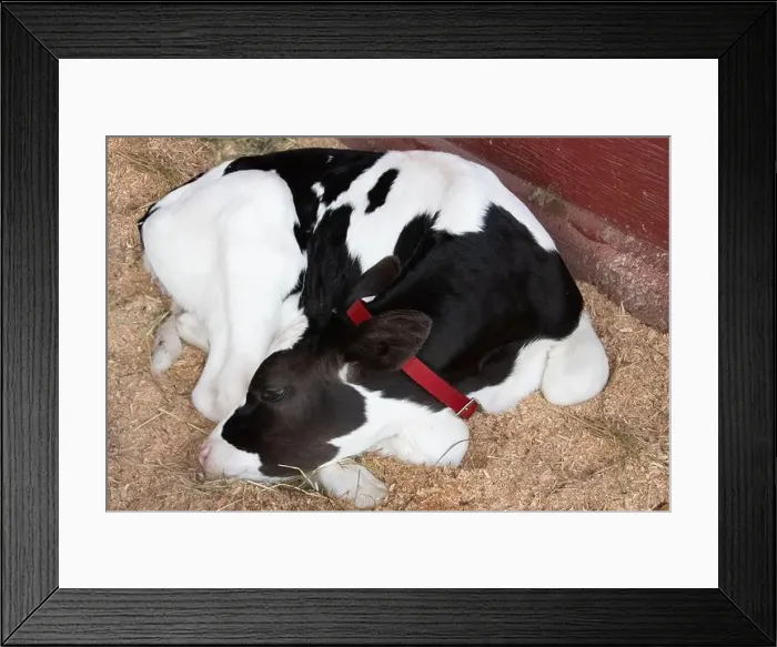 Framed Print : Close-up of a young black and white Calf lying down in an animal pen, Saanich Fair, Saanich, British Columbia, Canada Framed Print : Close-up of a young black and white Calf lying down in an animal pen, Saanich Fair, Saanich, British Columbia, Canada