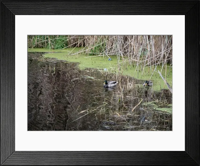 Framed Print : Ducks in a pond at Bluffer's Park in Scarborough, Toronto, Ontario, Canada Framed Print : Ducks in a pond at Bluffer's Park in Scarborough, Toronto, Ontario, Canada