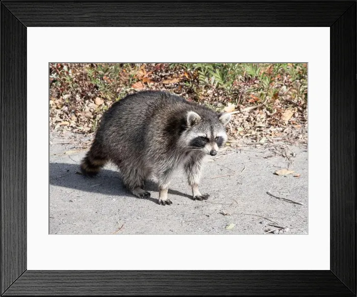 Framed Print : Raccoon on the beach at Bluffer's Park in Scarborough, Toronto, Ontario, Canada