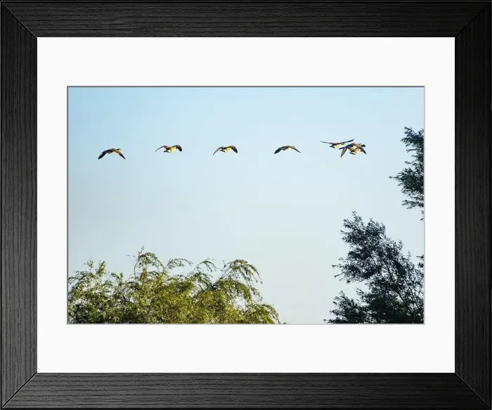 Framed Print : Canada geese fly over the forest Framed Print : Canada geese fly over the forest