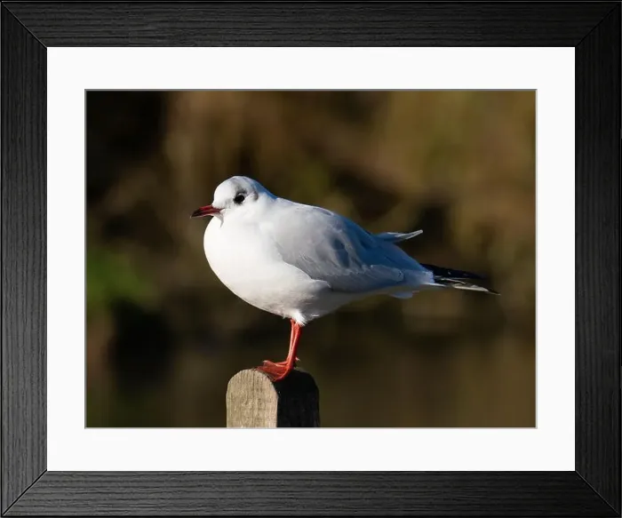 Framed Print : Black headed gull [ Chroicocephhalus ridibundus ] in the Severn estuary UK