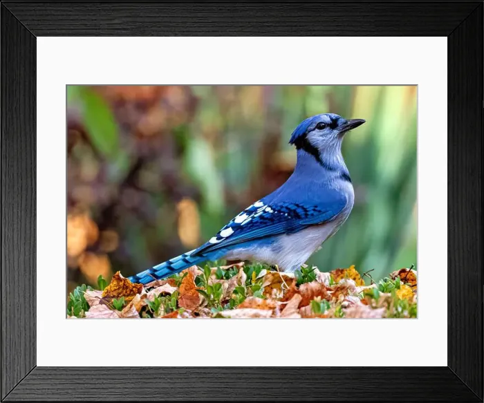 Framed Print : A Blue jay isolated on a bush during the autumn in Southwestern Ontario, Canada