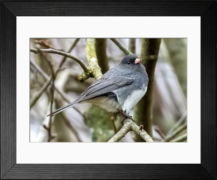 Framed Print : A Dark-eyed Junco isolated on a tree branch in Southwestern Ontario, Canada Framed Print : A Dark-eyed Junco isolated on a tree branch in Southwestern Ontario, Canada
