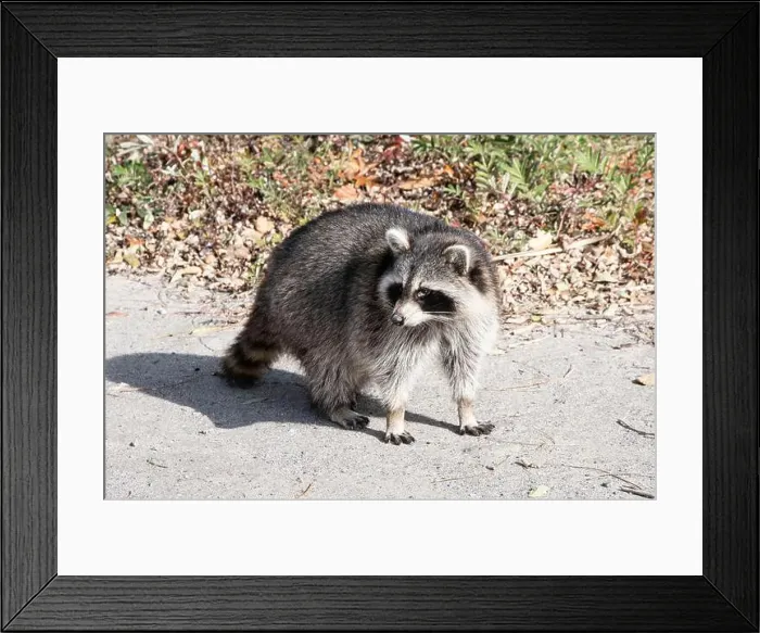 Framed Print : Raccoon on the beach at Bluffer's Park in Scarborough, Toronto, Ontario, Canada Framed Print : Raccoon on the beach at Bluffer's Park in Scarborough, Toronto, Ontario, Canada