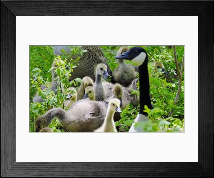 Framed Print : Canada goose mother and young goslings on the green meadow. Wallpaper, 16:9 horizontal view Framed Print : Canada goose mother and young goslings on the green meadow. Wallpaper, 16:9 horizontal view