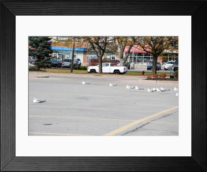 Framed Print : Seagulls sitting in a parking lot in Niagara Falls, Ontario, Canada Framed Print : Seagulls sitting in a parking lot in Niagara Falls, Ontario, Canada