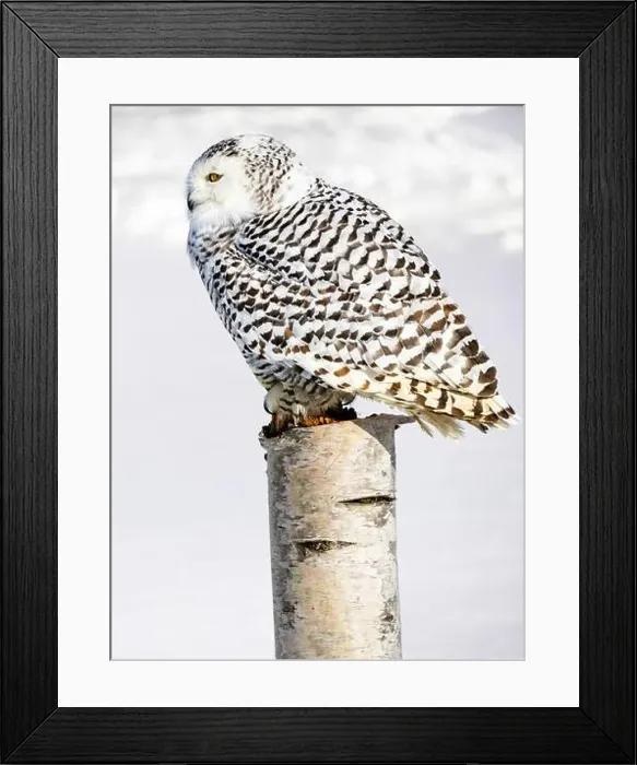 Framed Print : Snowy owl (Bubo scandiacus) perching on a pole on a cold winter morning, Southern Ontario Framed Print : Snowy owl (Bubo scandiacus) perching on a pole on a cold winter morning, Southern Ontario