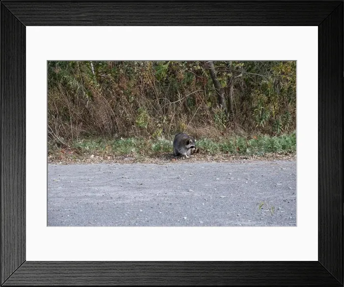 Framed Print : Raccoon on the beach at Bluffer's Park in Scarborough, Toronto, Ontario, Canada Framed Print : Raccoon on the beach at Bluffer's Park in Scarborough, Toronto, Ontario, Canada