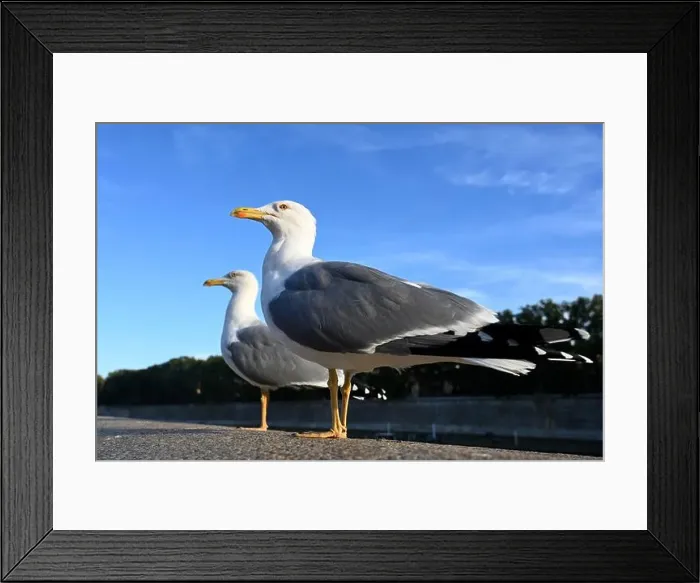 Framed Print : Gulls, birds. Seagulls against a background of blue sky Framed Print : Gulls, birds. Seagulls against a background of blue sky