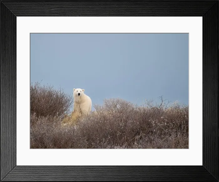 Framed Print : A polar bear on top of a hillside just outside of Churchill, Manitoba, in October Framed Print : A polar bear on top of a hillside just outside of Churchill, Manitoba, in October