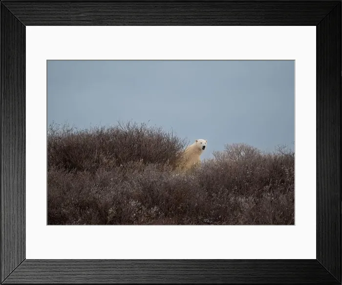 Framed Print : A polar bear on top of a hillside just outside of Churchill, Manitoba, in October Framed Print : A polar bear on top of a hillside just outside of Churchill, Manitoba, in October