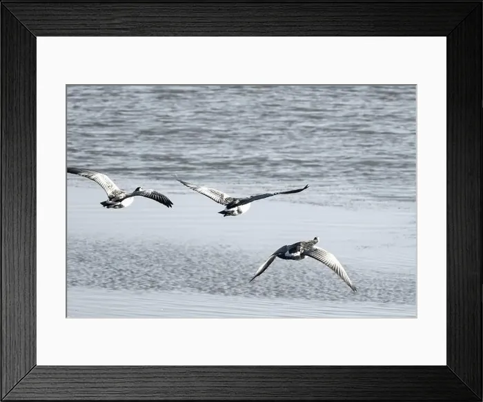 Framed Print : Canada geese fly over the sea Framed Print : Canada geese fly over the sea
