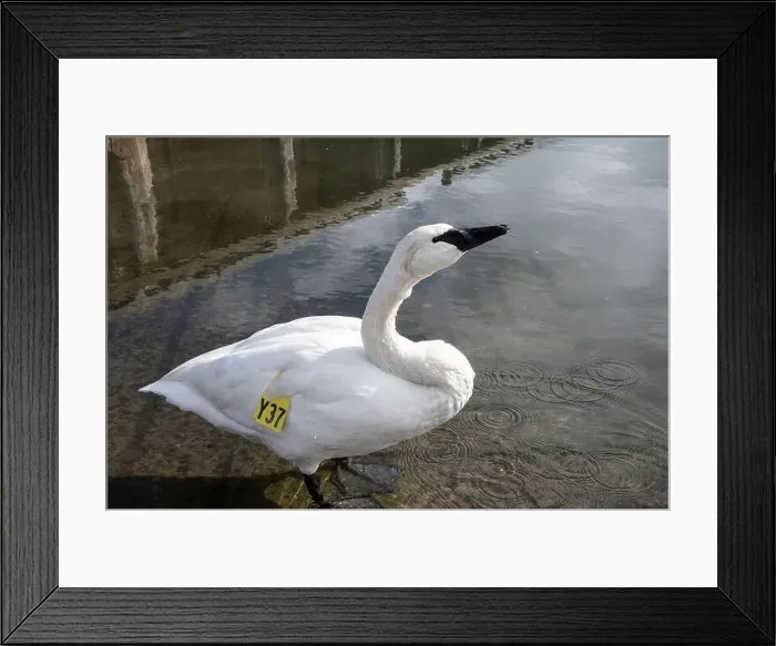 Framed Print : Trumpeter swan preening itself at the boat launch at Bluffer's Park in Scarborough, Toronto, Ontario, Canada Framed Print : Trumpeter swan preening itself at the boat launch at Bluffer's Park in Scarborough, Toronto, Ontario, Canada